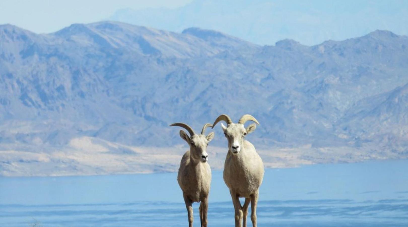Lake Mead Inn Boulder City Eksteriør billede