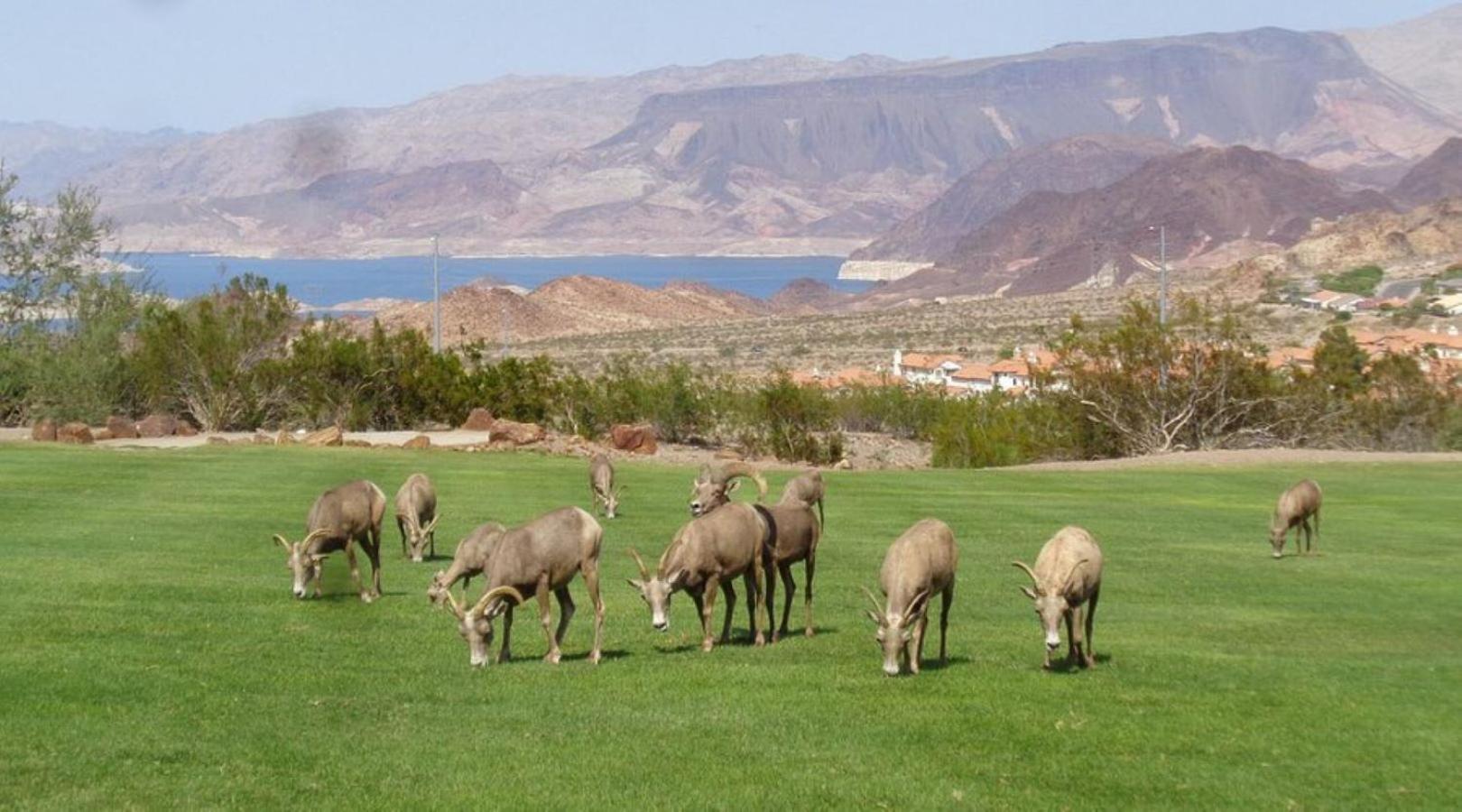 Lake Mead Inn Boulder City Eksteriør billede